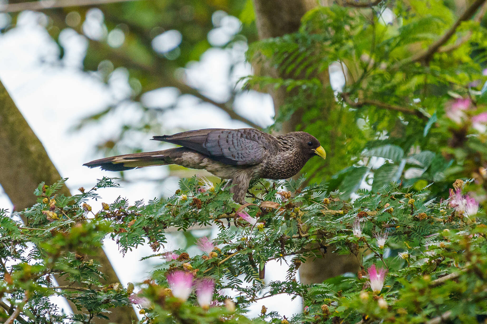 Image of Eastern Plantain-eater