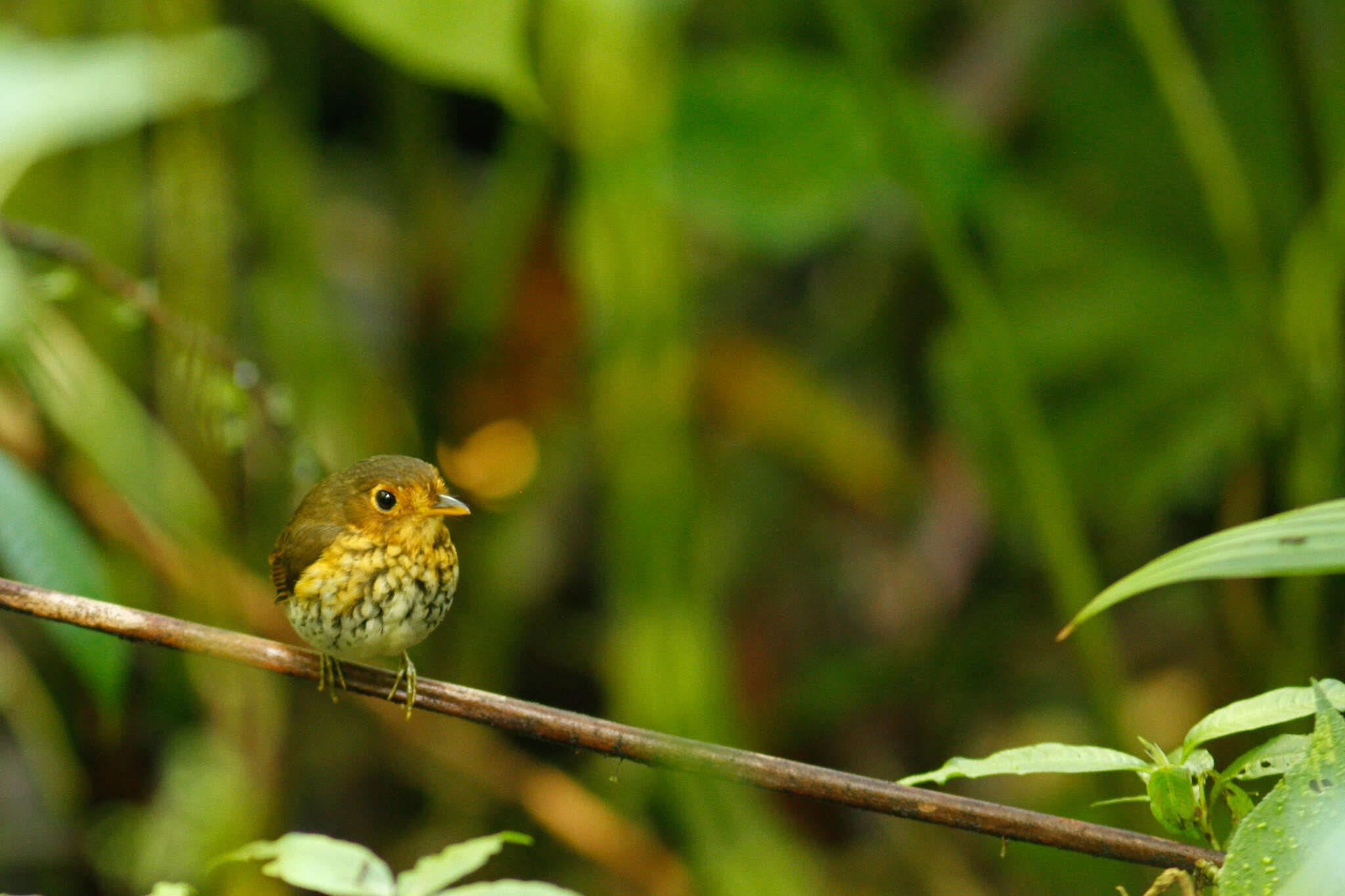 Image of Ochre-breasted Antpitta