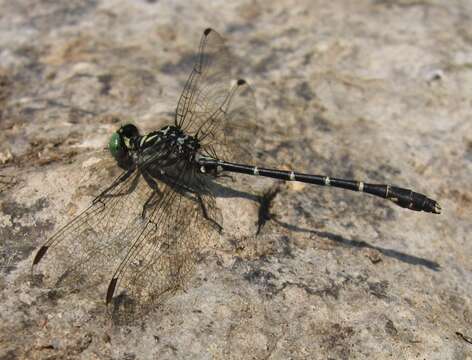 Image of Eastern Least Clubtail