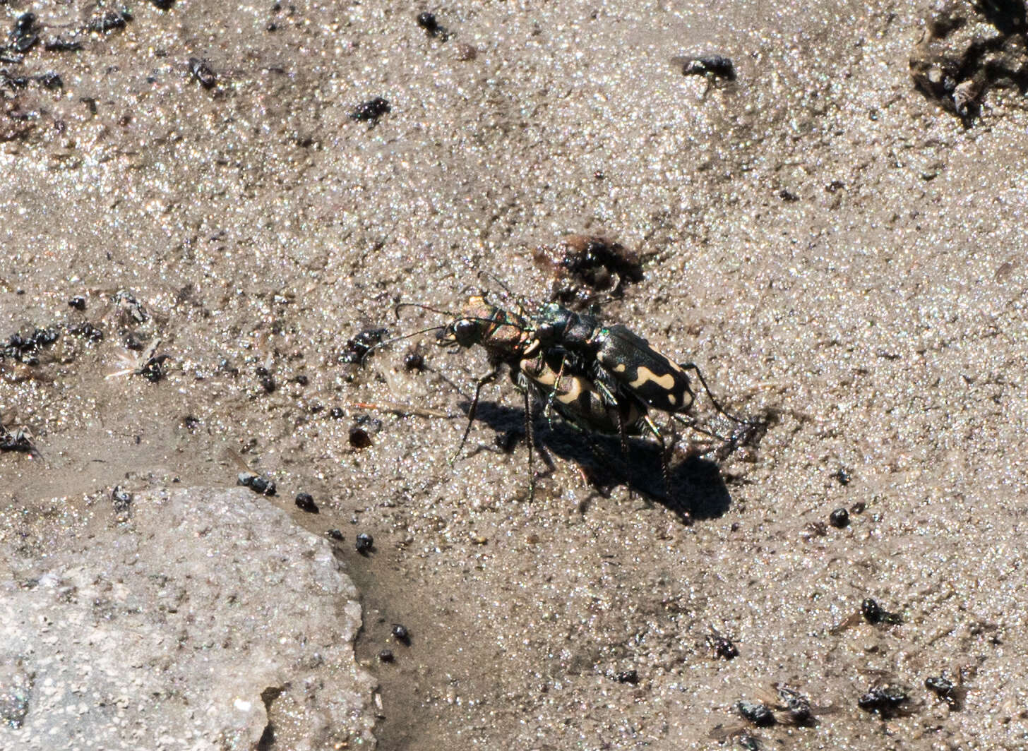 Image of Cicindela (Cicindelidia) senilis G. Horn 1867