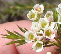 Image of Diosma hirsuta L.