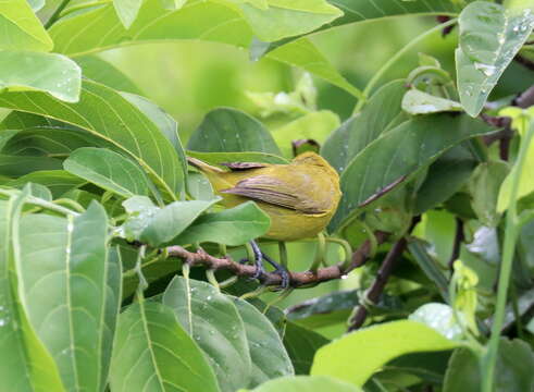 Image of Kirk's White-eye