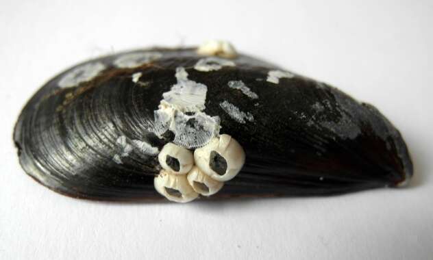 Image of bay barnacle