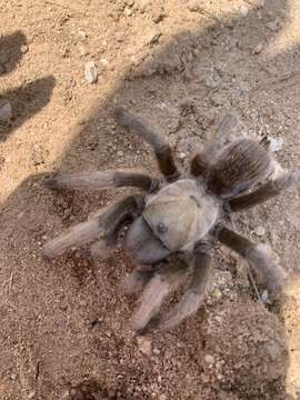 Image of Aphonopelma gabeli Smith 1995