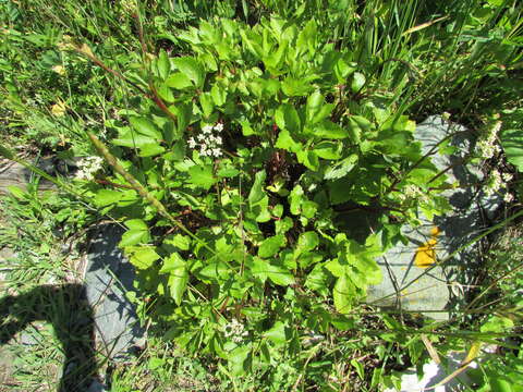 Ligusticum scoticum L. resmi