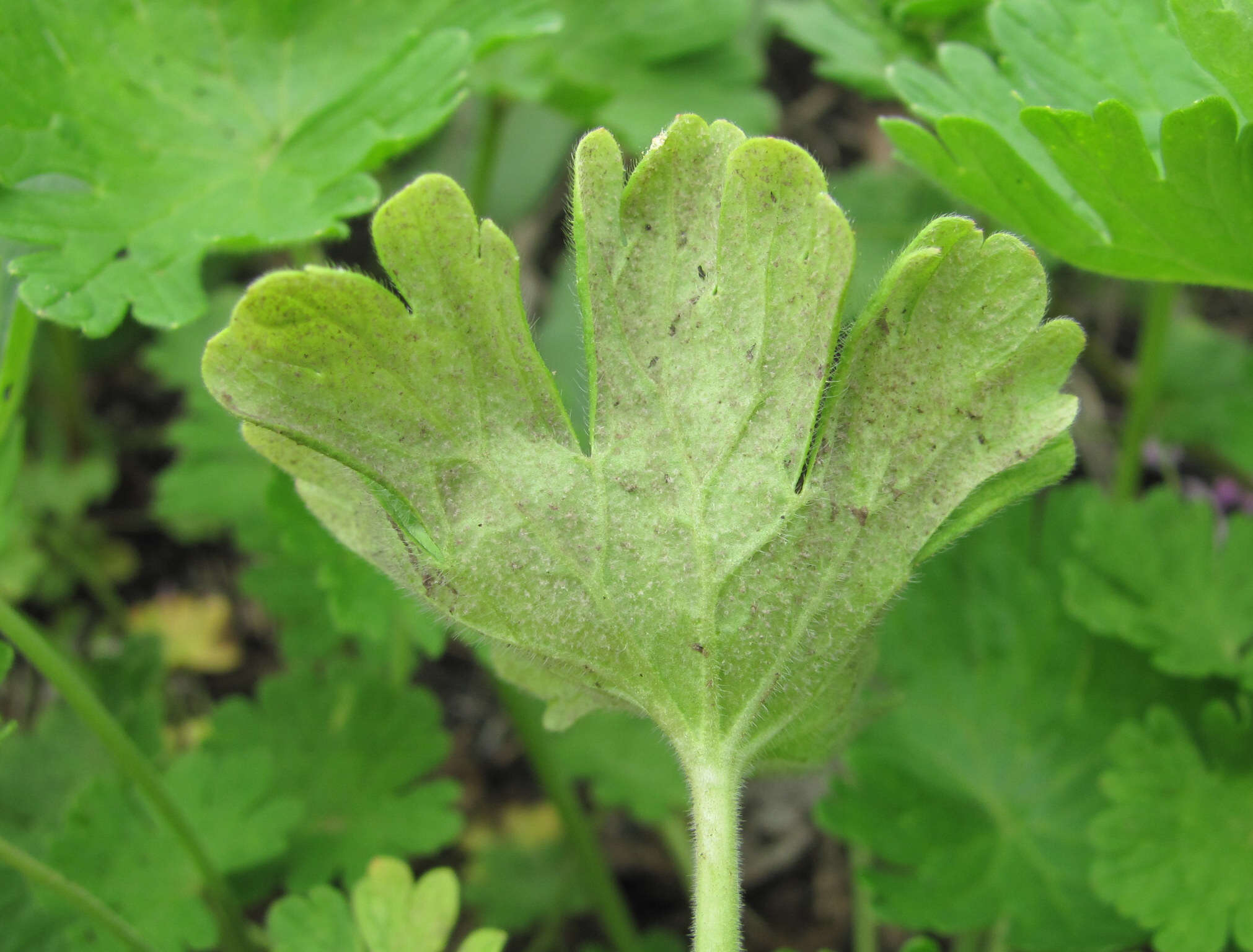 Imagem de Peronospora conglomerata