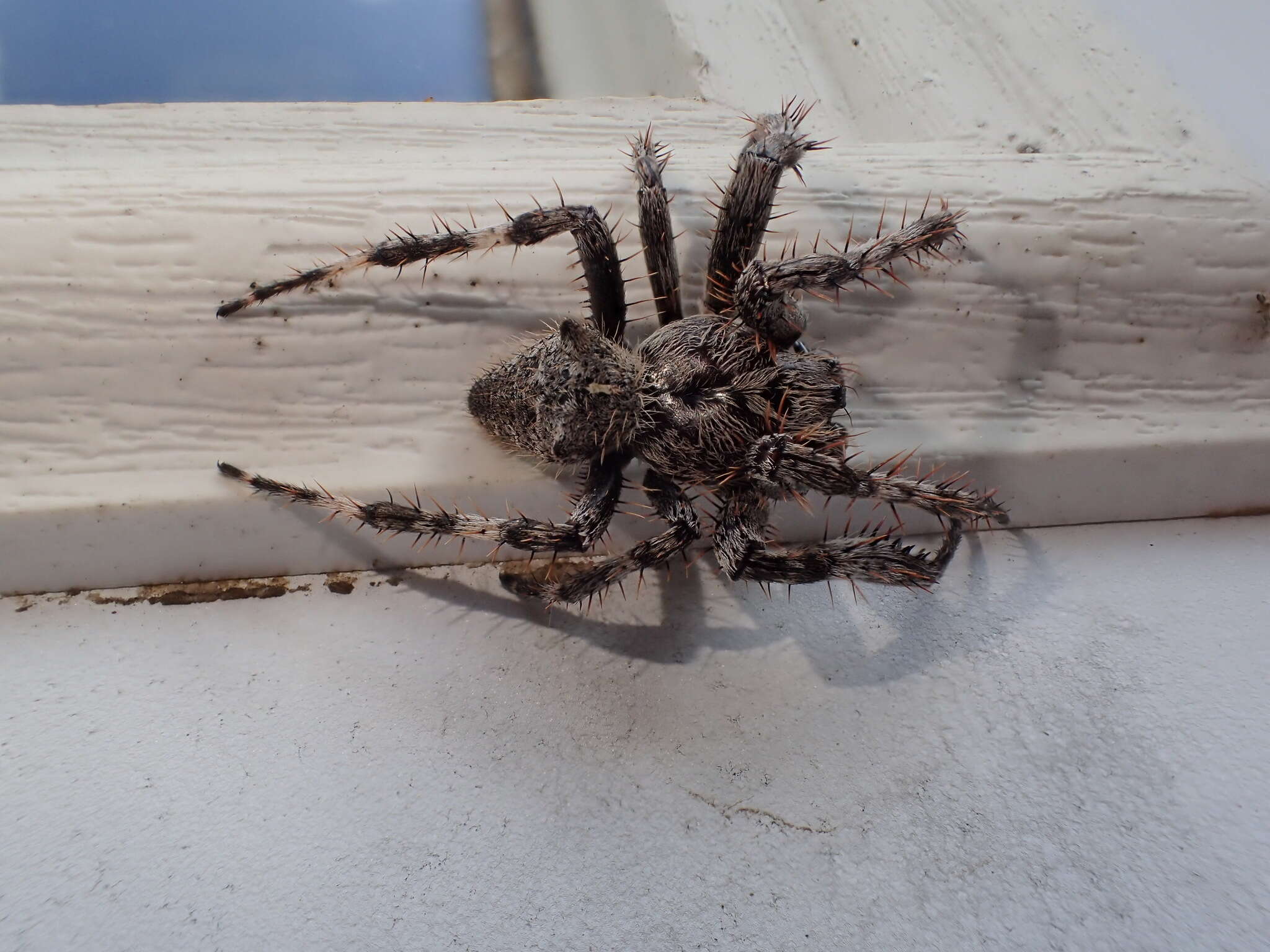 Image of Araneus saevus (L. Koch 1872)