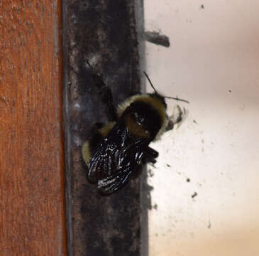 Слика од Bombus brasiliensis Lepeletier 1836