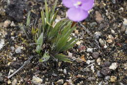 Image of Patersonia pygmaea Lindl.