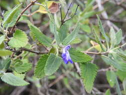 Imagem de Salvia cuspidata subsp. gilliesii (Benth.) J. R. I. Wood