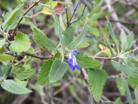 Image of Salvia cuspidata Ruiz & Pav.