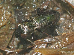 Image of Rough-necked Springtail-stalker