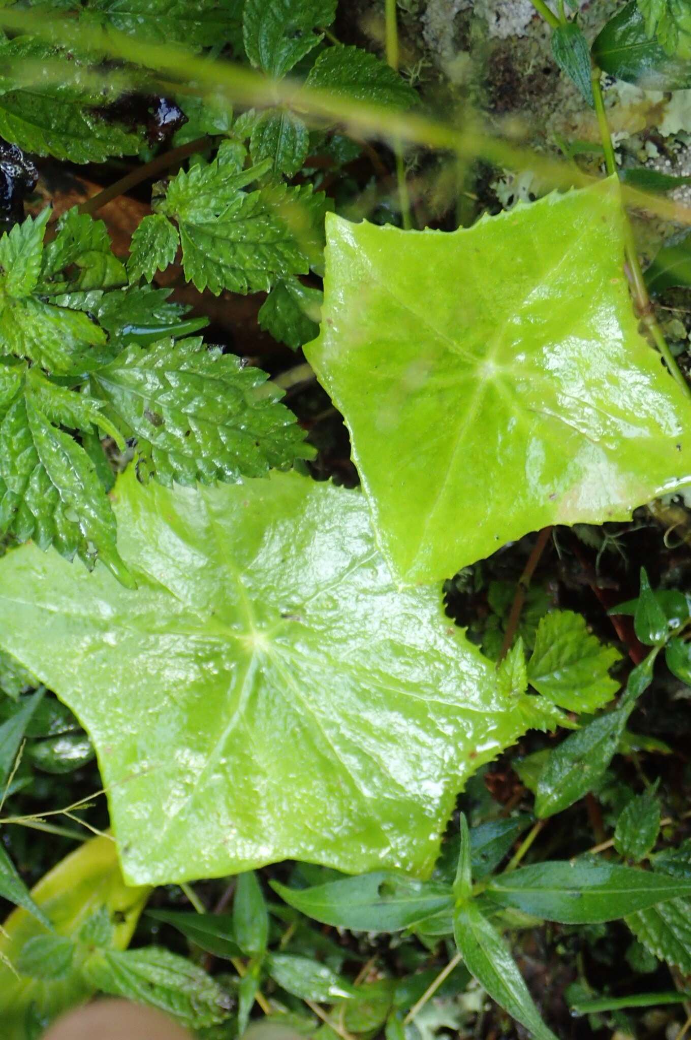 Image de Podophyllum pleianthum Hance