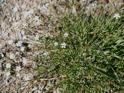 Слика од Gypsophila repens L.