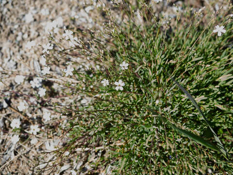 Слика од Gypsophila repens L.