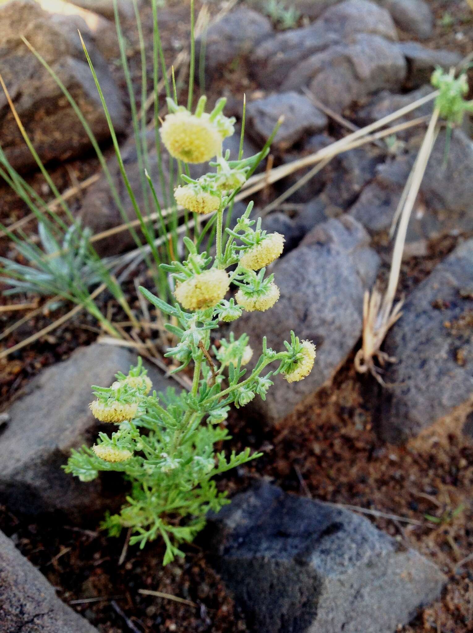 Artemisia macrocephala Jacquem. ex Bess. resmi