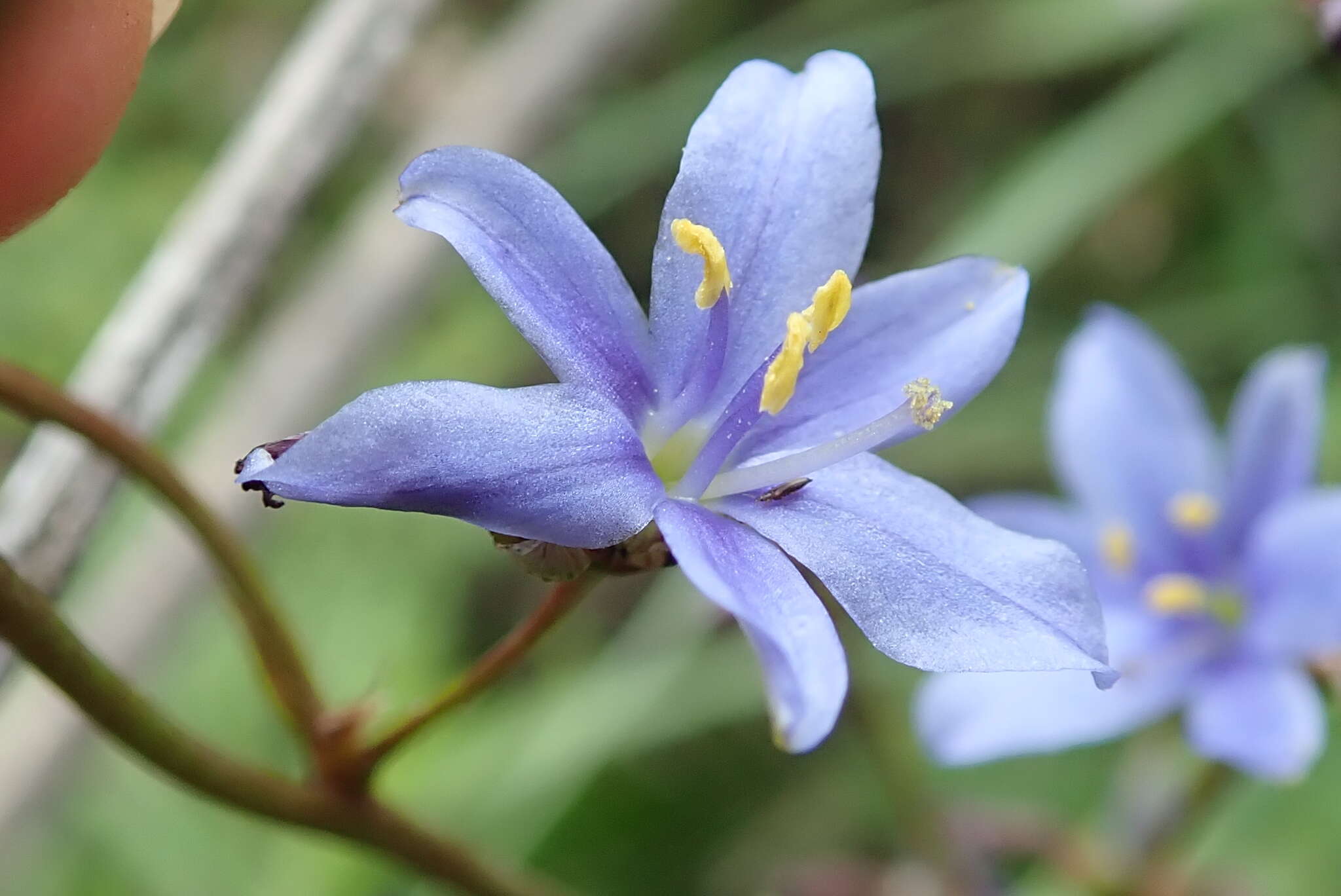 Image of Aristea angolensis Baker