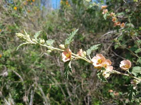 Imagem de Sphaeralcea bonariensis (Cav.) Griseb.