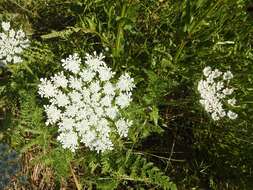 Image of Daucus muricatus (L.) L.