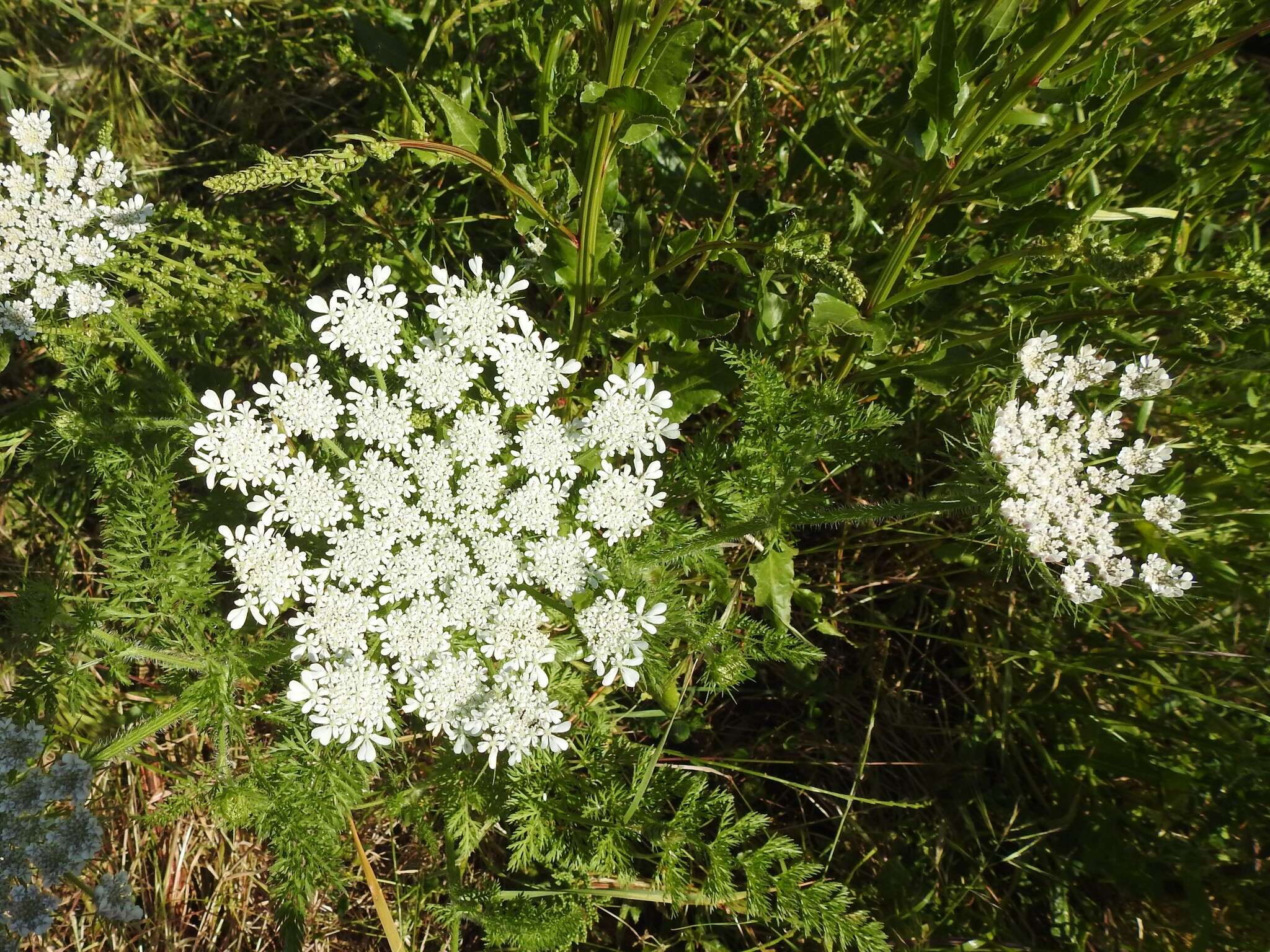 Imagem de Daucus muricatus (L.) L.