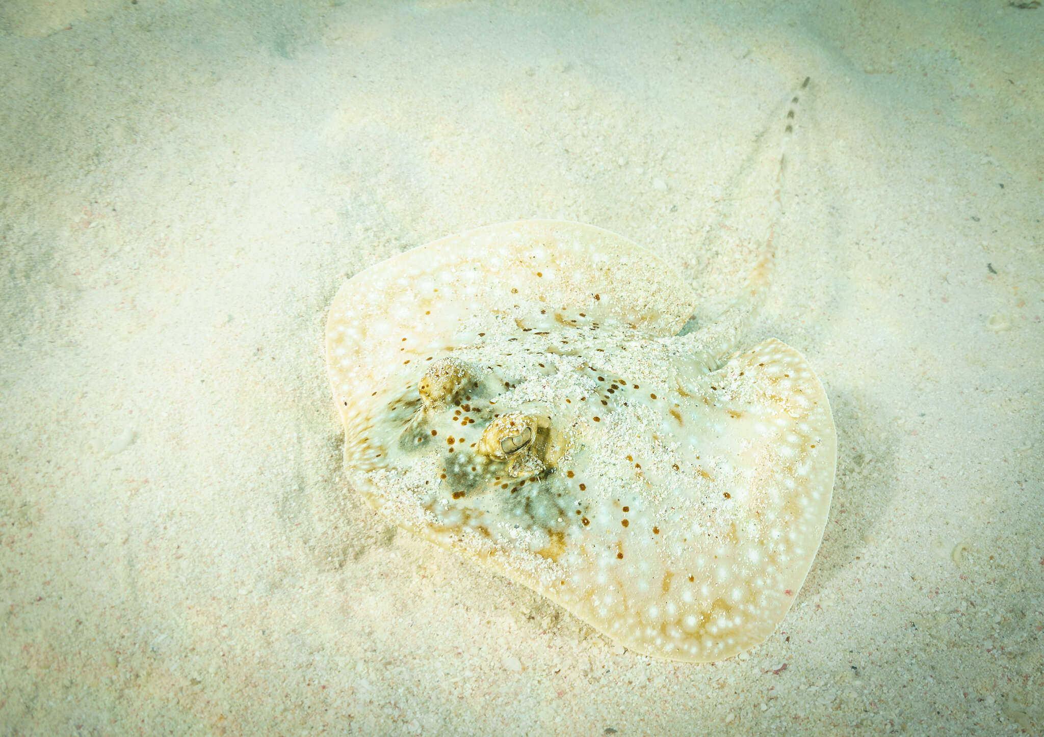 Image of Ningaloo Maskray