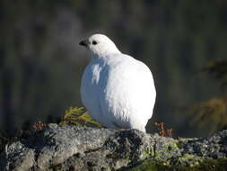 Imagem de Lagopus leucura (Richardson 1831)