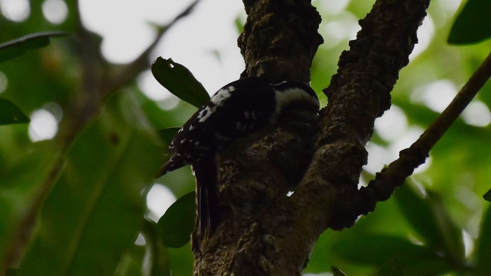 Image of Grey-capped Pygmy Woodpecker