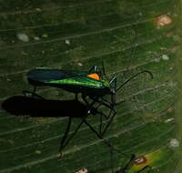 Image of Stenoprasia flavoscutellata (Blanchard 1843)