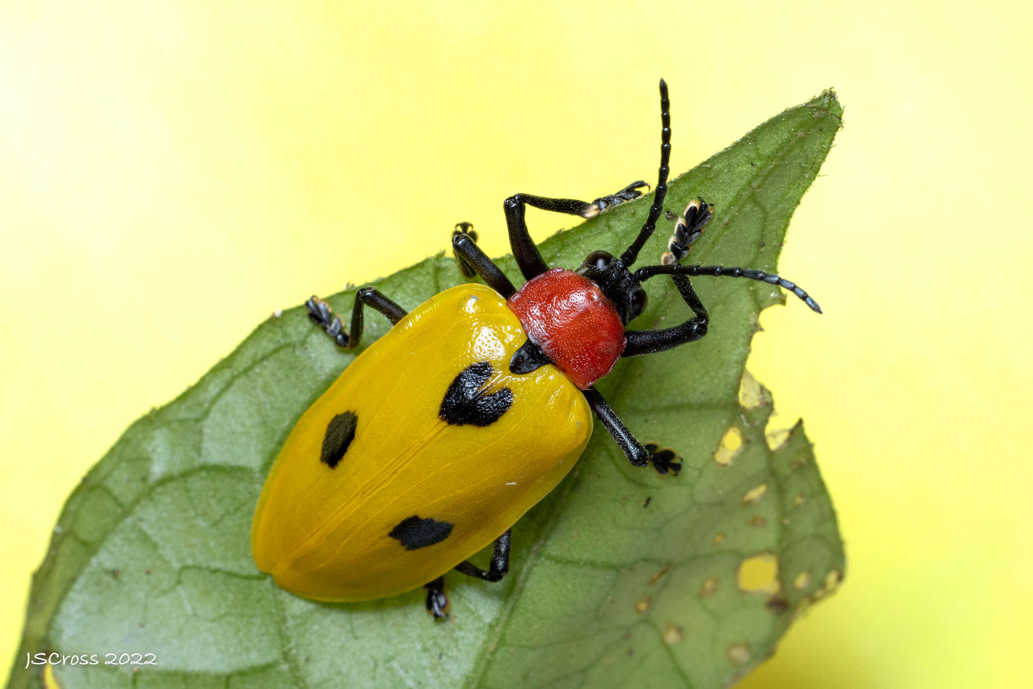 Image of Alurnus batesii Baly 1864