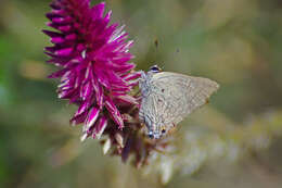 Image of Hermbstaedtia fleckii (Schinz) Bak. & C. B. Cl.