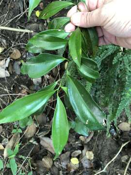 Image of Cryptocarya laevigata Bl.