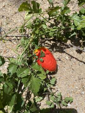 Image of bitter gourd