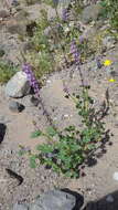 Image of Arizona lupine
