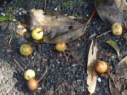 Image of Ficus variegata Bl.