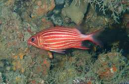 Image of Crown Squirrelfish