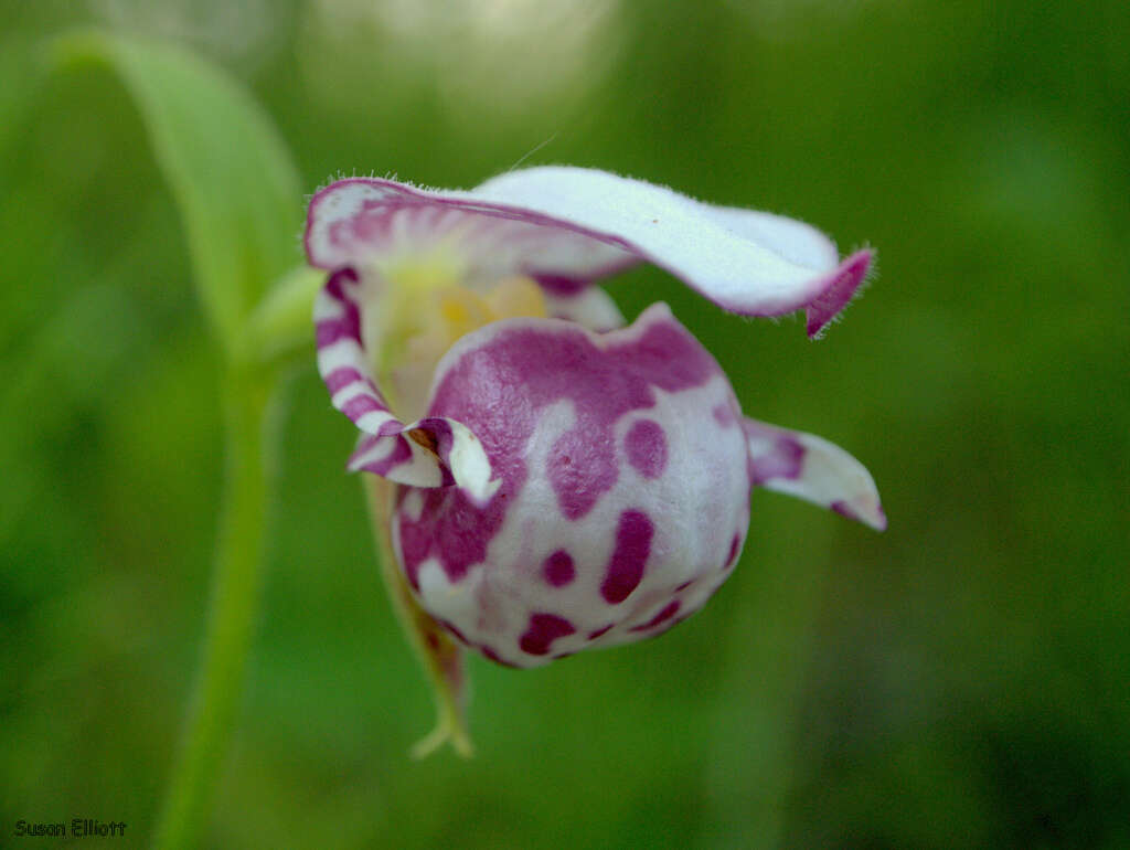 Image of Spotted lady's slipper