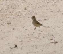 Image of Greater Short-toed Lark