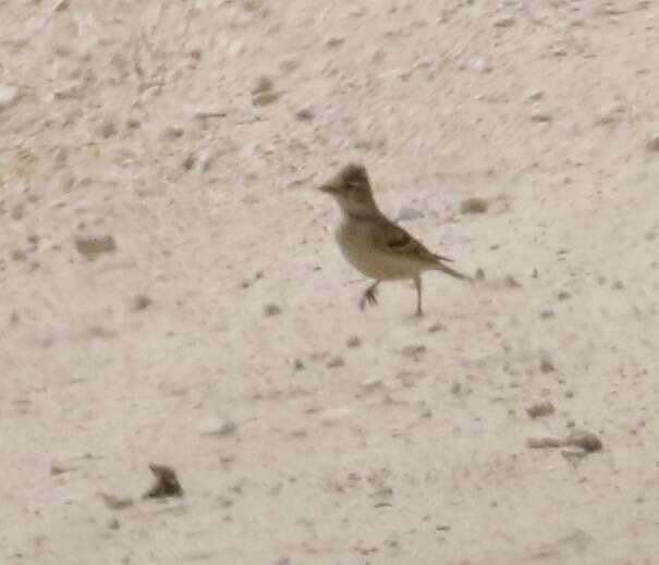 Image of Greater Short-toed Lark