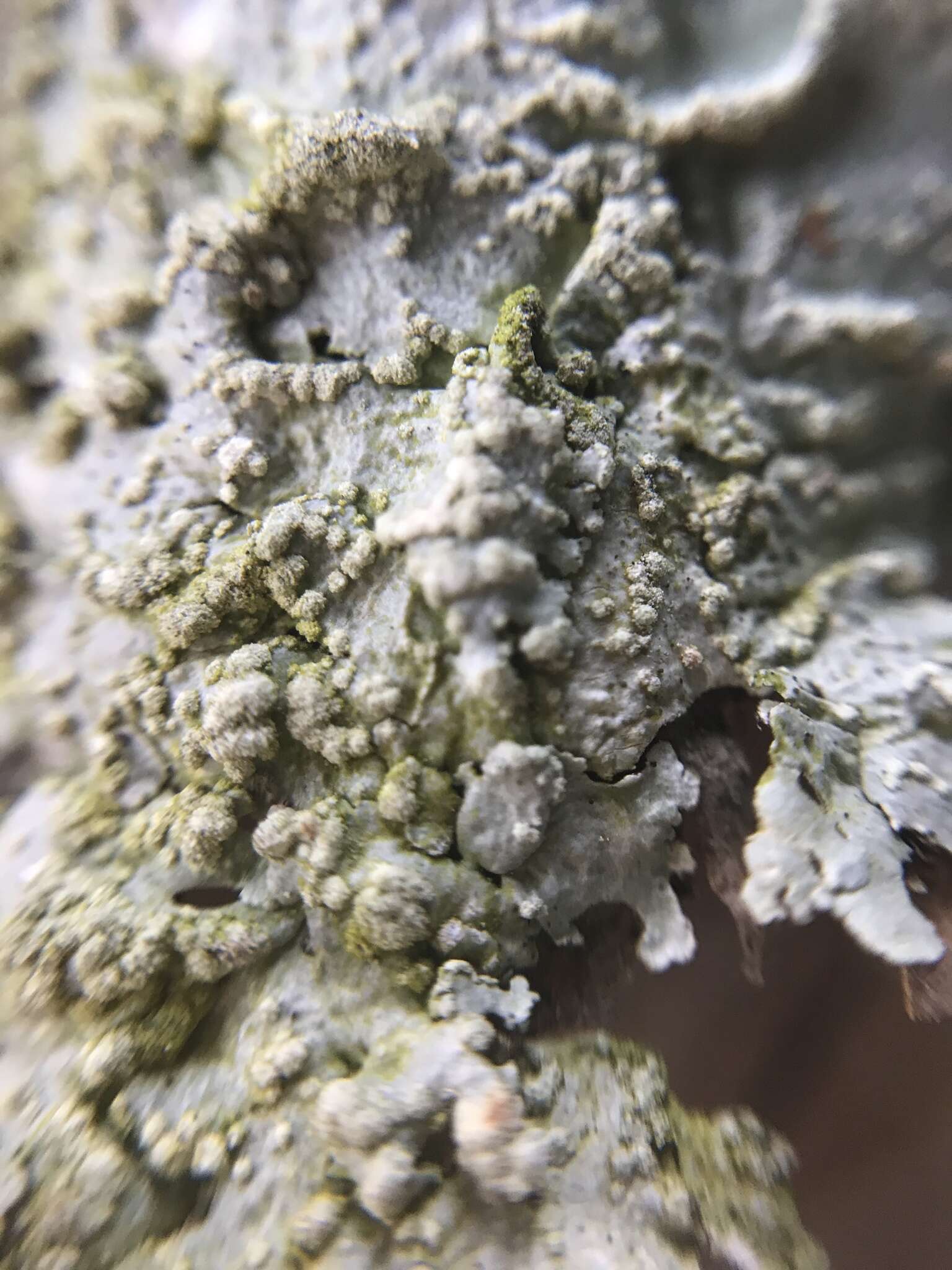 Image of Texan canoparmelia lichen