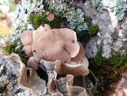 Image of Armillaria gallica Marxm. & Romagn. 1987