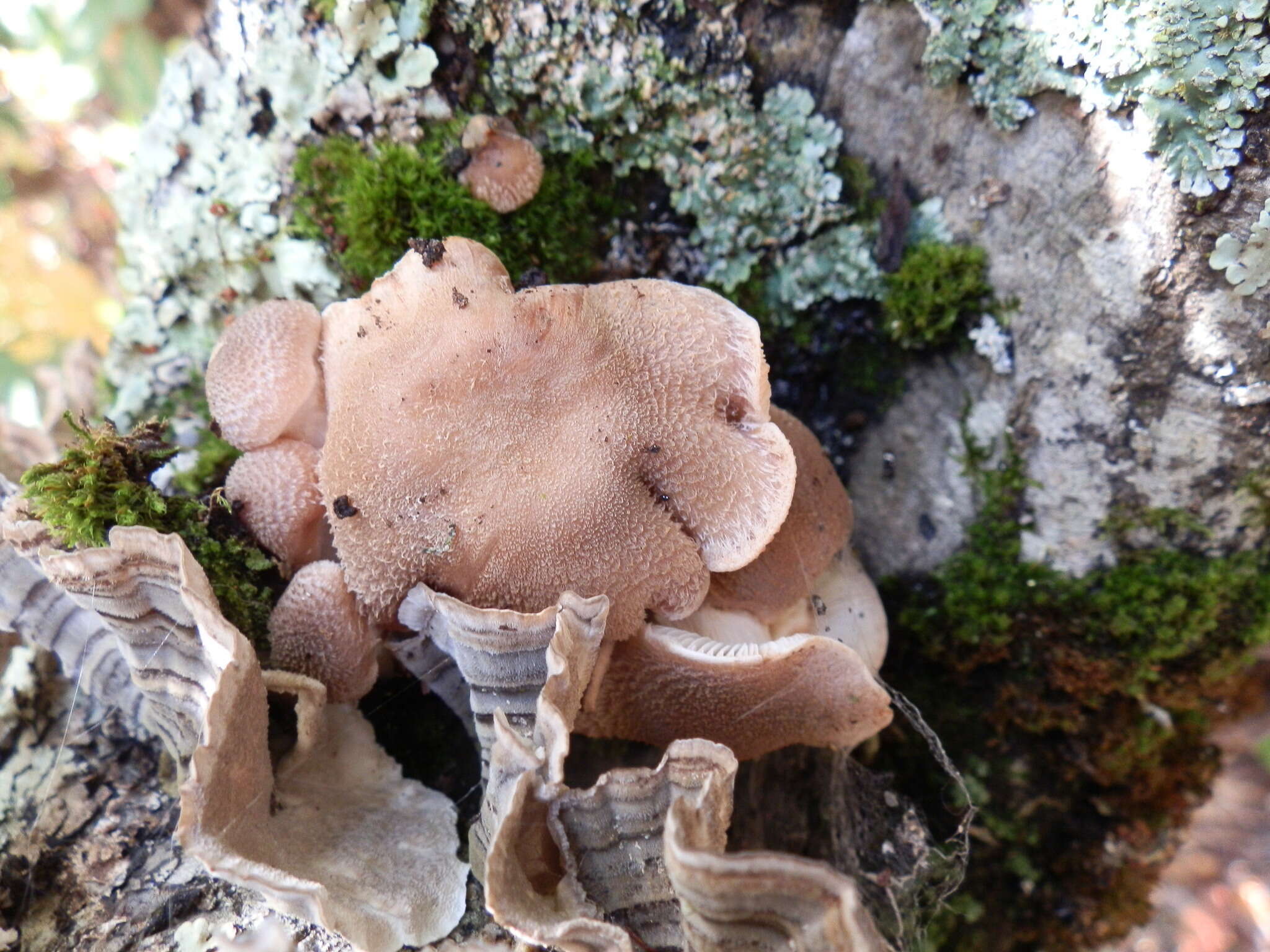 Image of Armillaria gallica Marxm. & Romagn. 1987