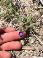 Image de Phacelia curvipes Torr. ex S. Wats.