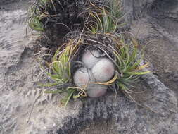 Image of Mammillaria candida Scheidw.