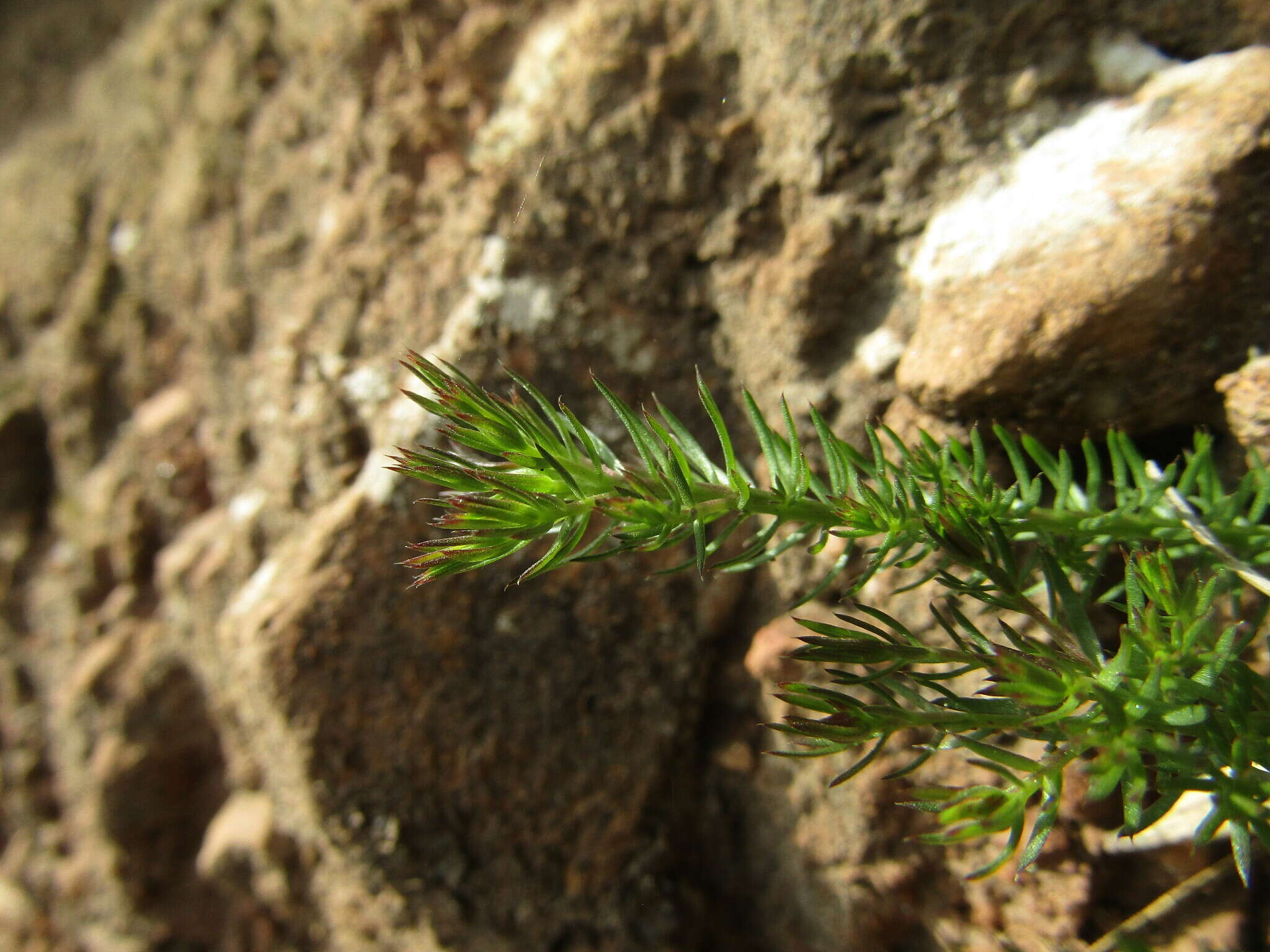 Plancia ëd Cliococca selaginoides (Lam.) C. M. Rogers & Mildner