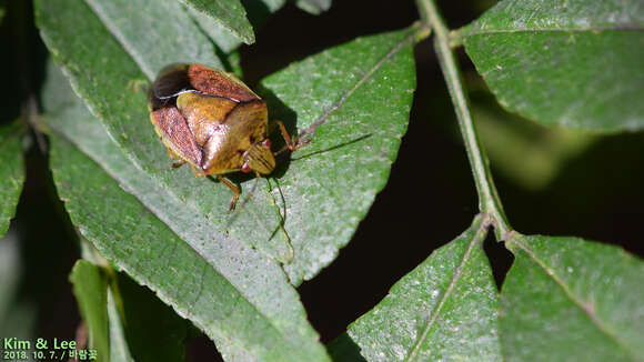 Image of Stink bug