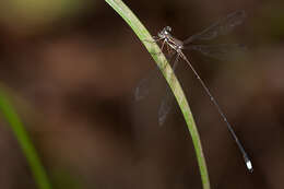 Image of Queen Malachite