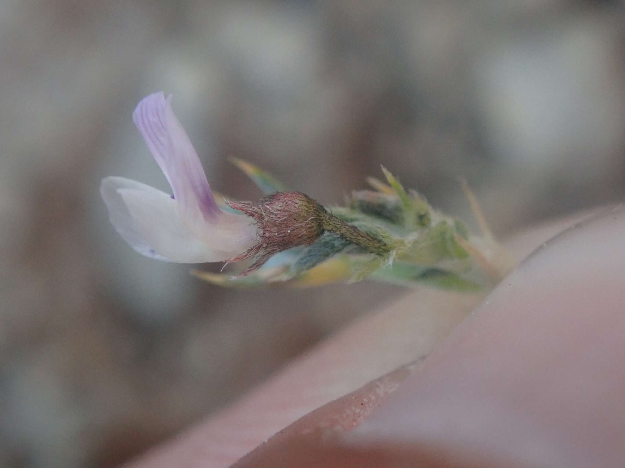 Image of spiny milkvetch