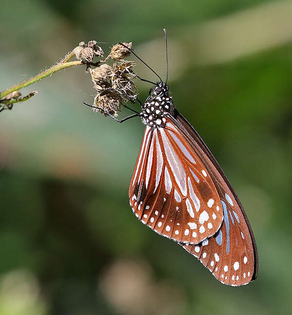 صورة Parantica melaneus Cramer 1775