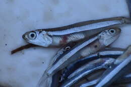 Image of Bermuda anchovy