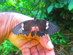 Слика од Parides anchises (Linnaeus 1758)